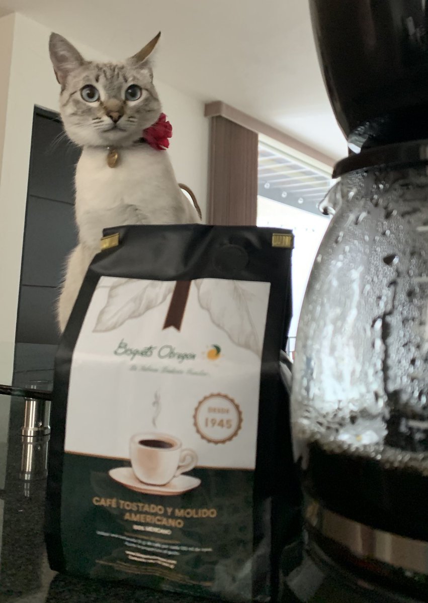 Perrito Modorrito tweet media