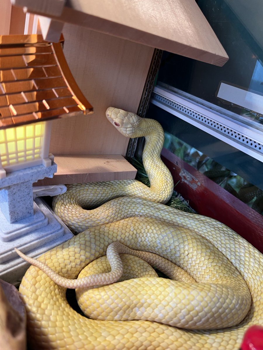 本日3/20は巳の日です 本日のお当番はしーちゃん🐍 ご参拝の皆様を
