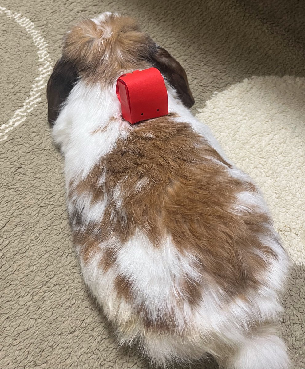 おもち tweet media