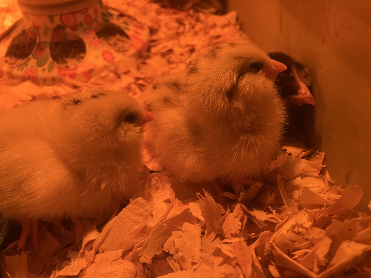 Kc iMagination tweet media