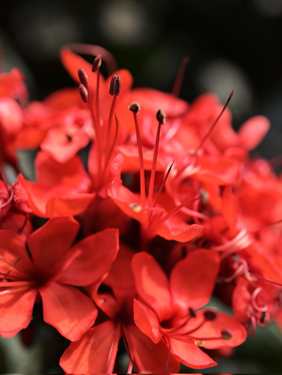 Jagdeep Singh tweet media