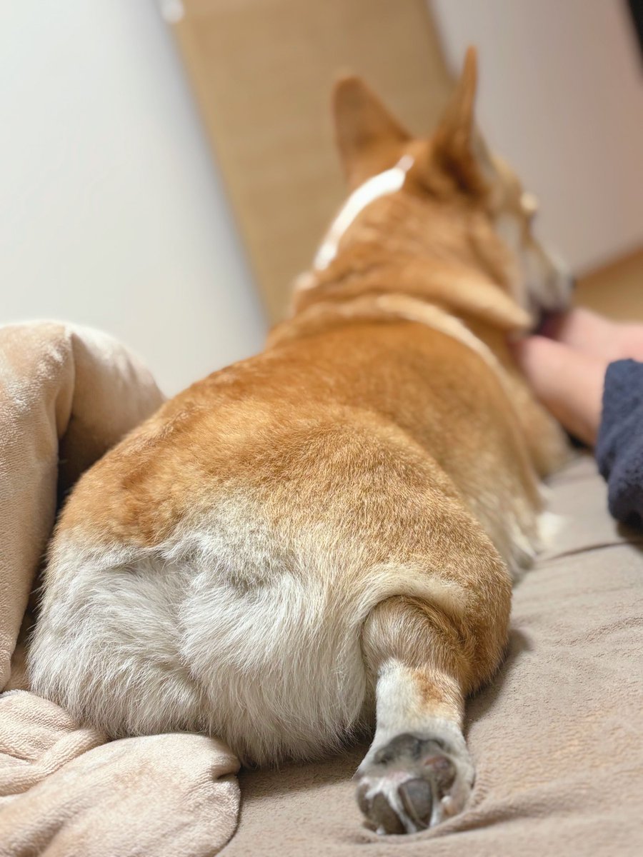 はんぺん tweet media