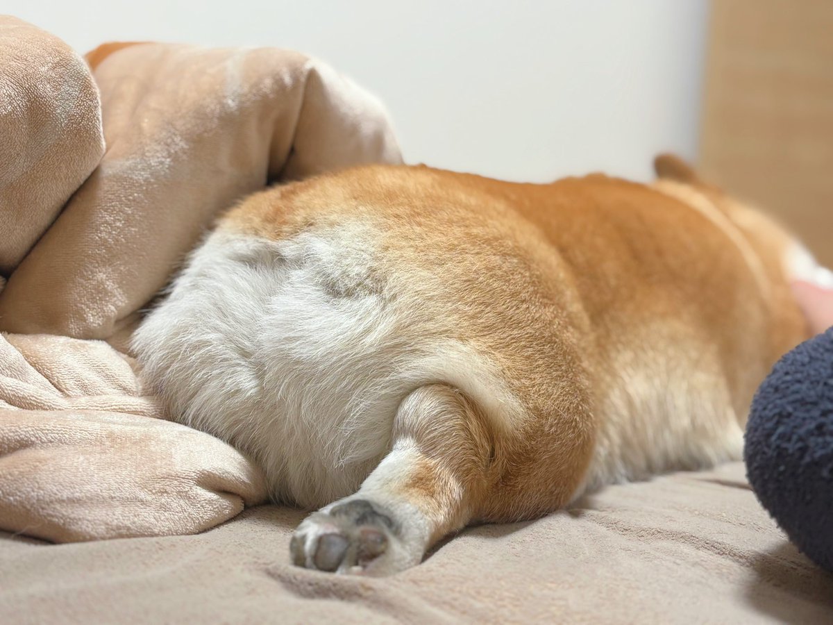 はんぺん tweet media