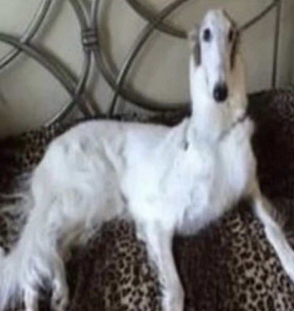 Mayon/Claire/Risky !! (TEAM BOOK) tweet media