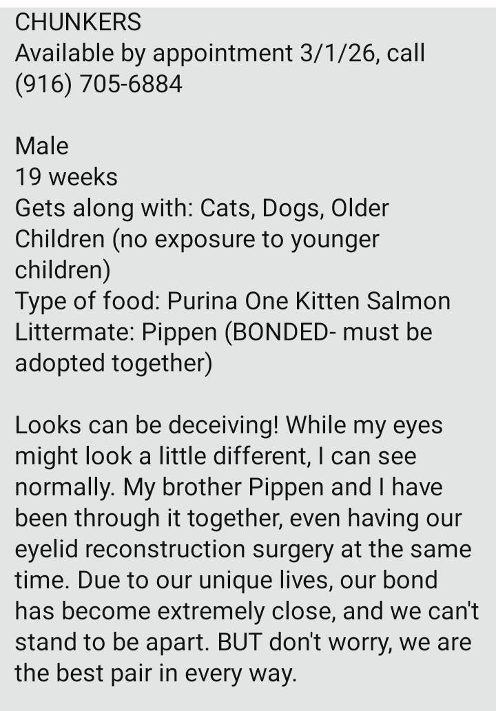 Itsie Bitsie Rescue tweet media