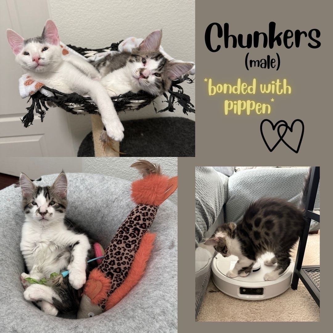 Itsie Bitsie Rescue tweet media