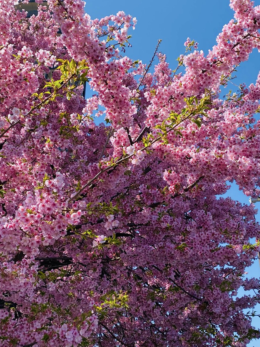春分の日🌸✨
今日も素敵な1日を