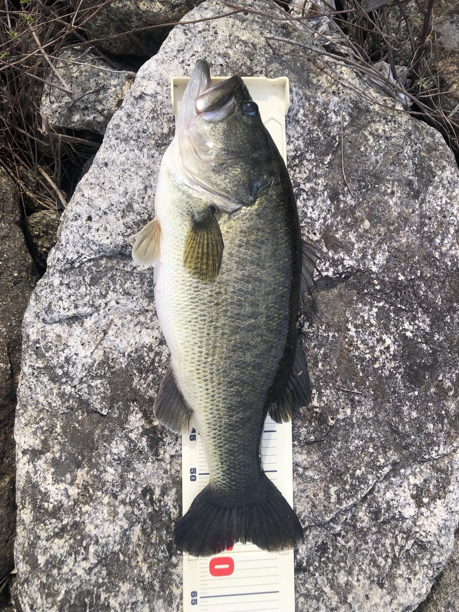 GENさん tweet media