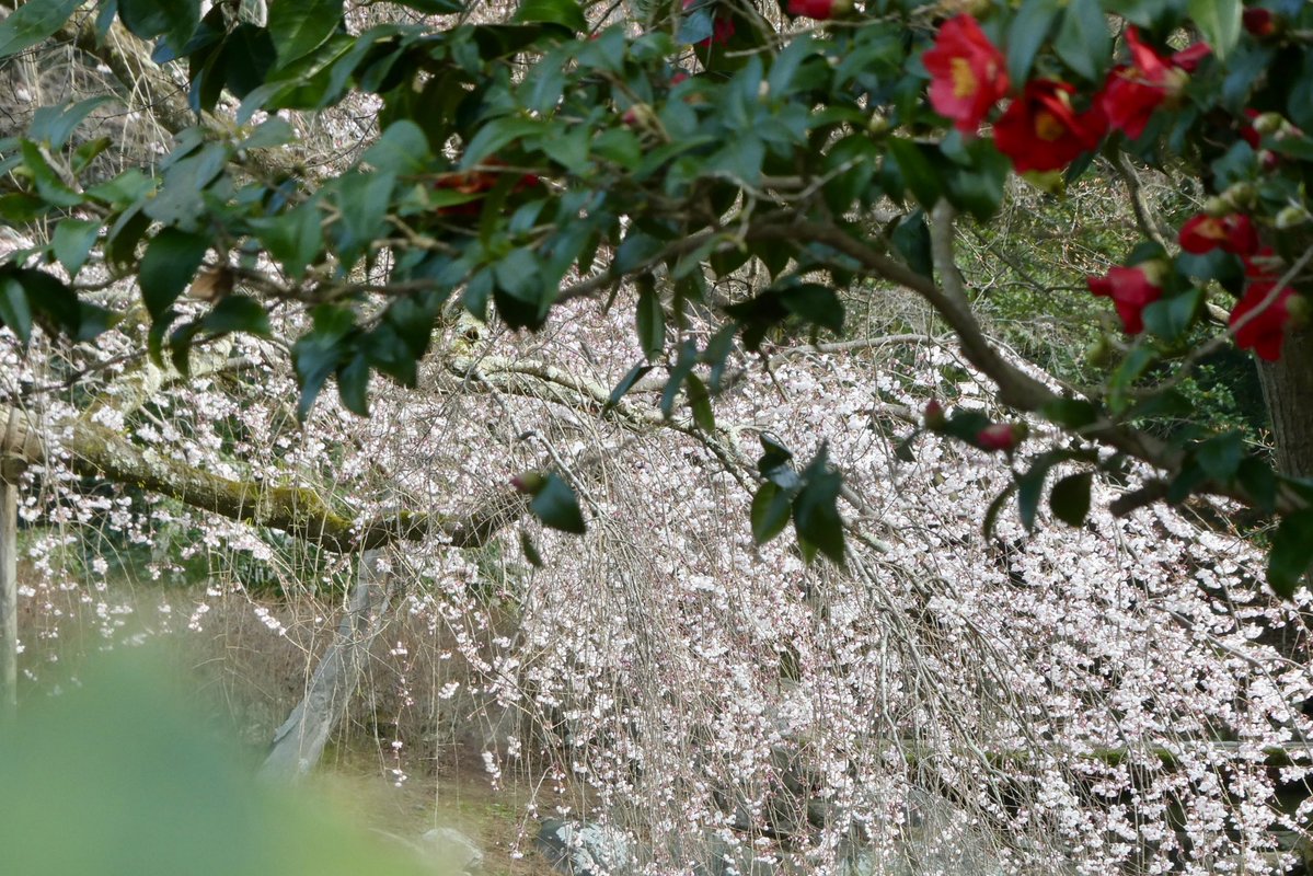 京都御苑 中立売休憩所 tweet media