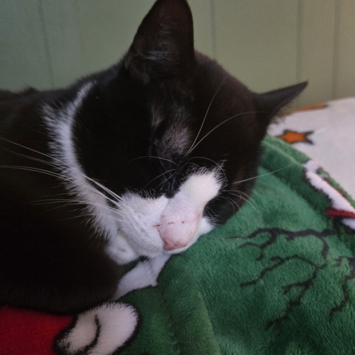 CINEMORPH tweet media