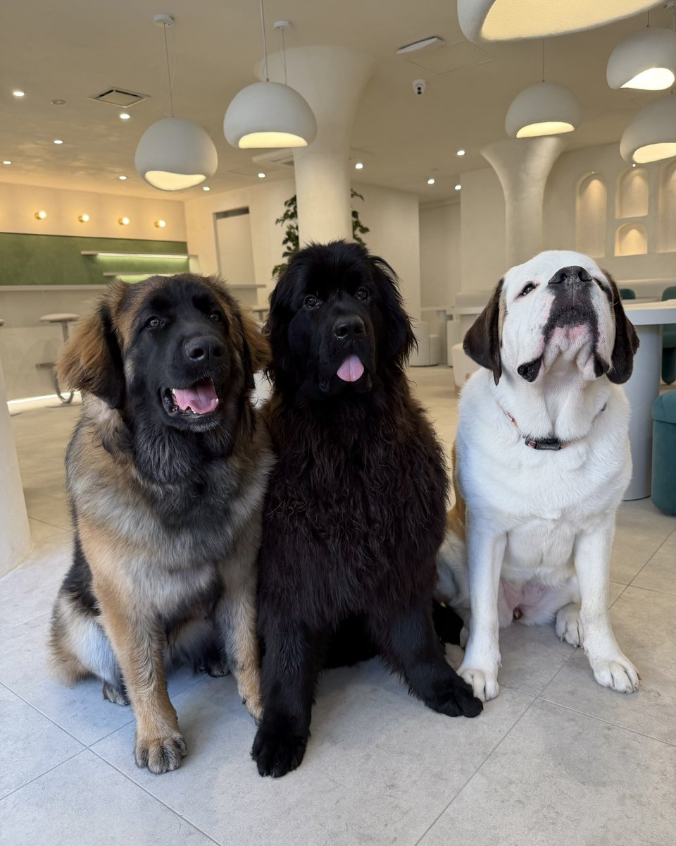 犬席屋 tweet media