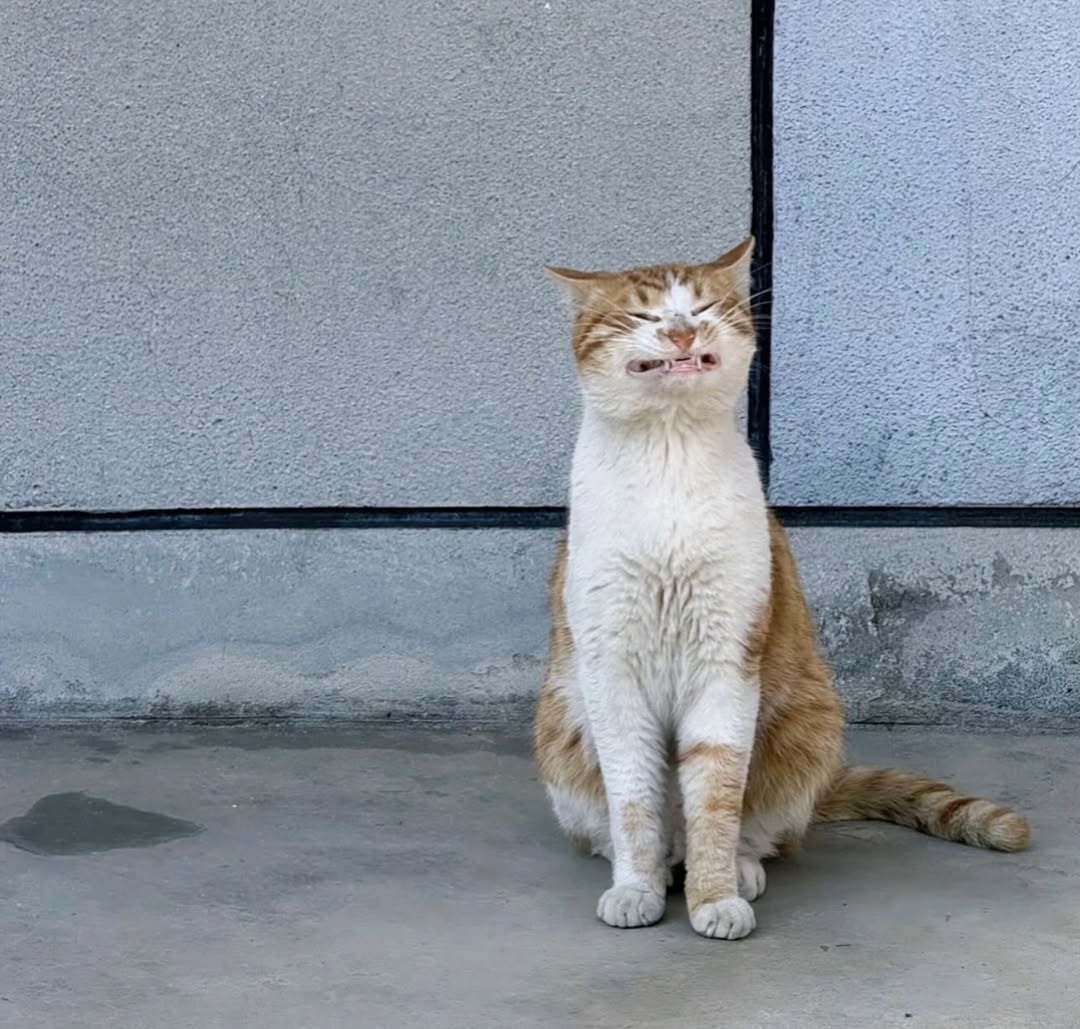 smol silly cat tweet media