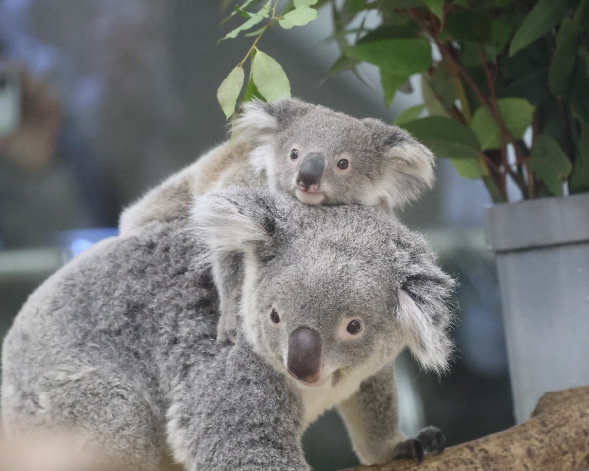 やまこじ tweet media