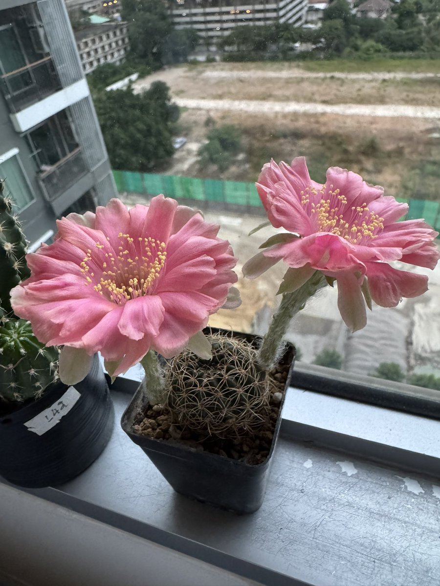 SttaeTun“พี่หนามทีมน้องลูกนีน” tweet media