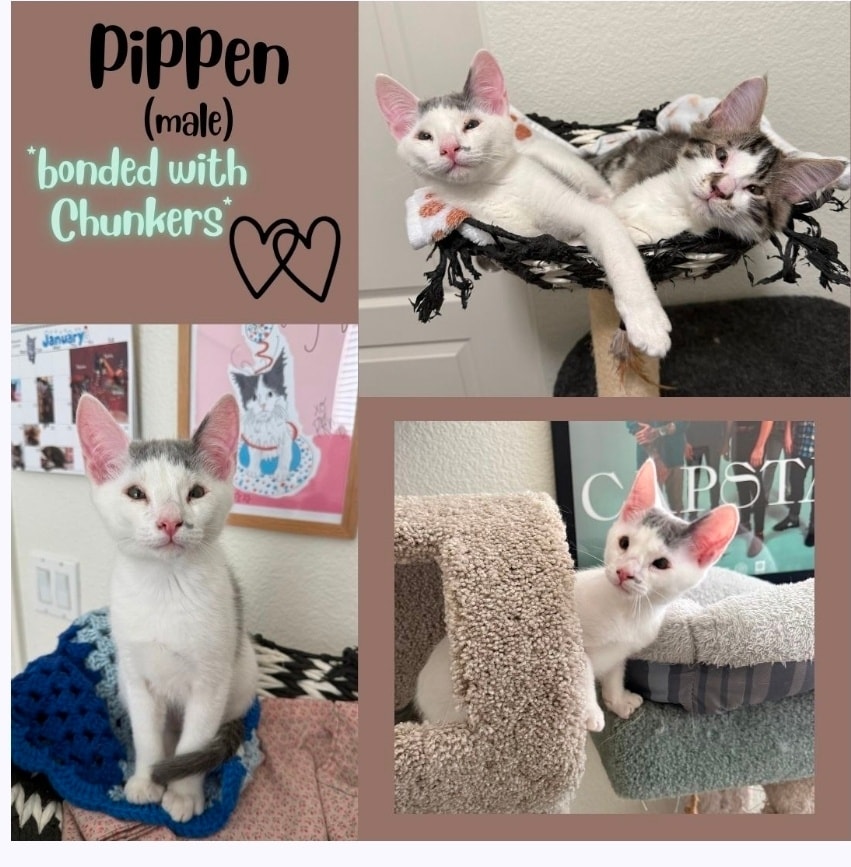 Itsie Bitsie Rescue tweet media