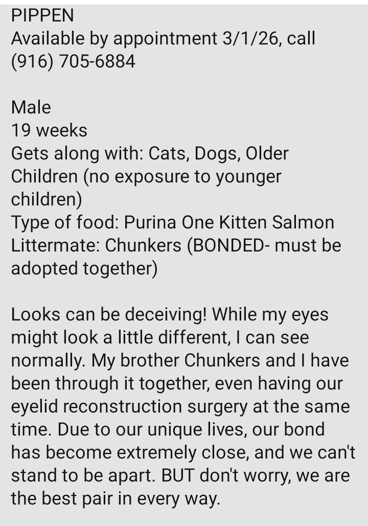 Itsie Bitsie Rescue tweet media