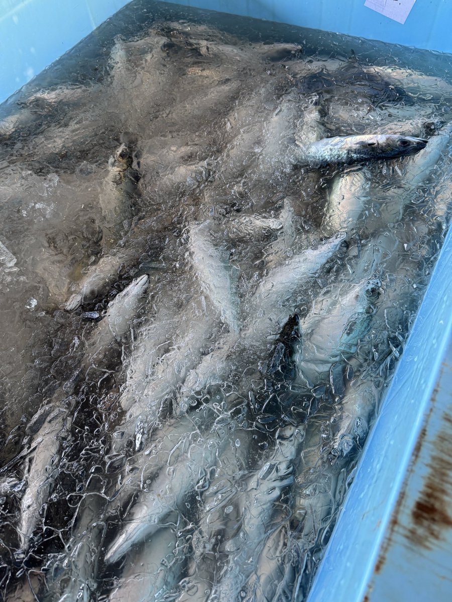 kukichoowase's tweet photo. ブリワラサ、サバ入ってます🐟 https://t.co/1oBBwynu09