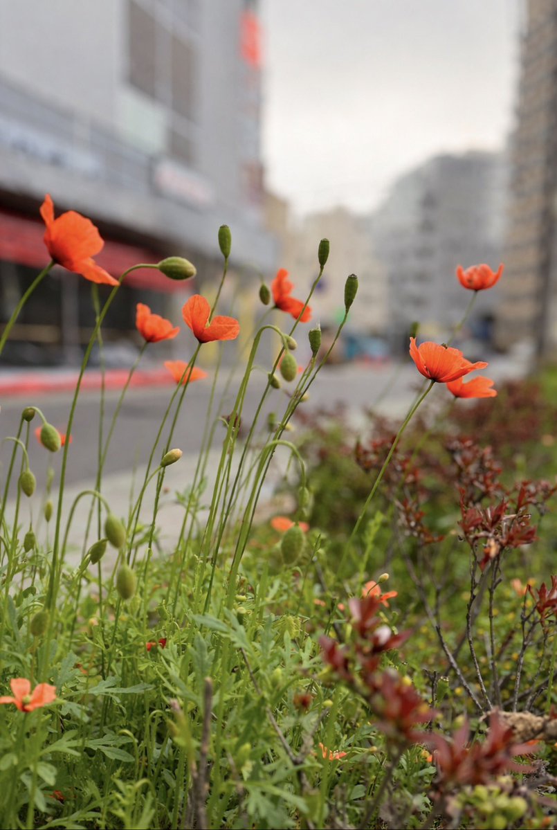 Garet⛩️☀️ tweet media