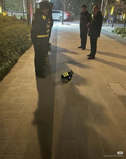 Cat TikToks tweet media