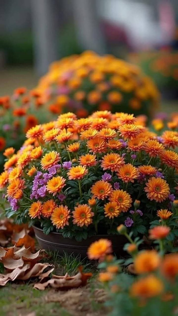 Redouane! Ayman! tweet media