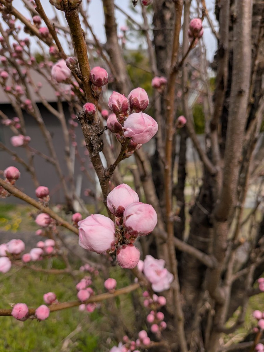 ゆぱ @XRP tweet media