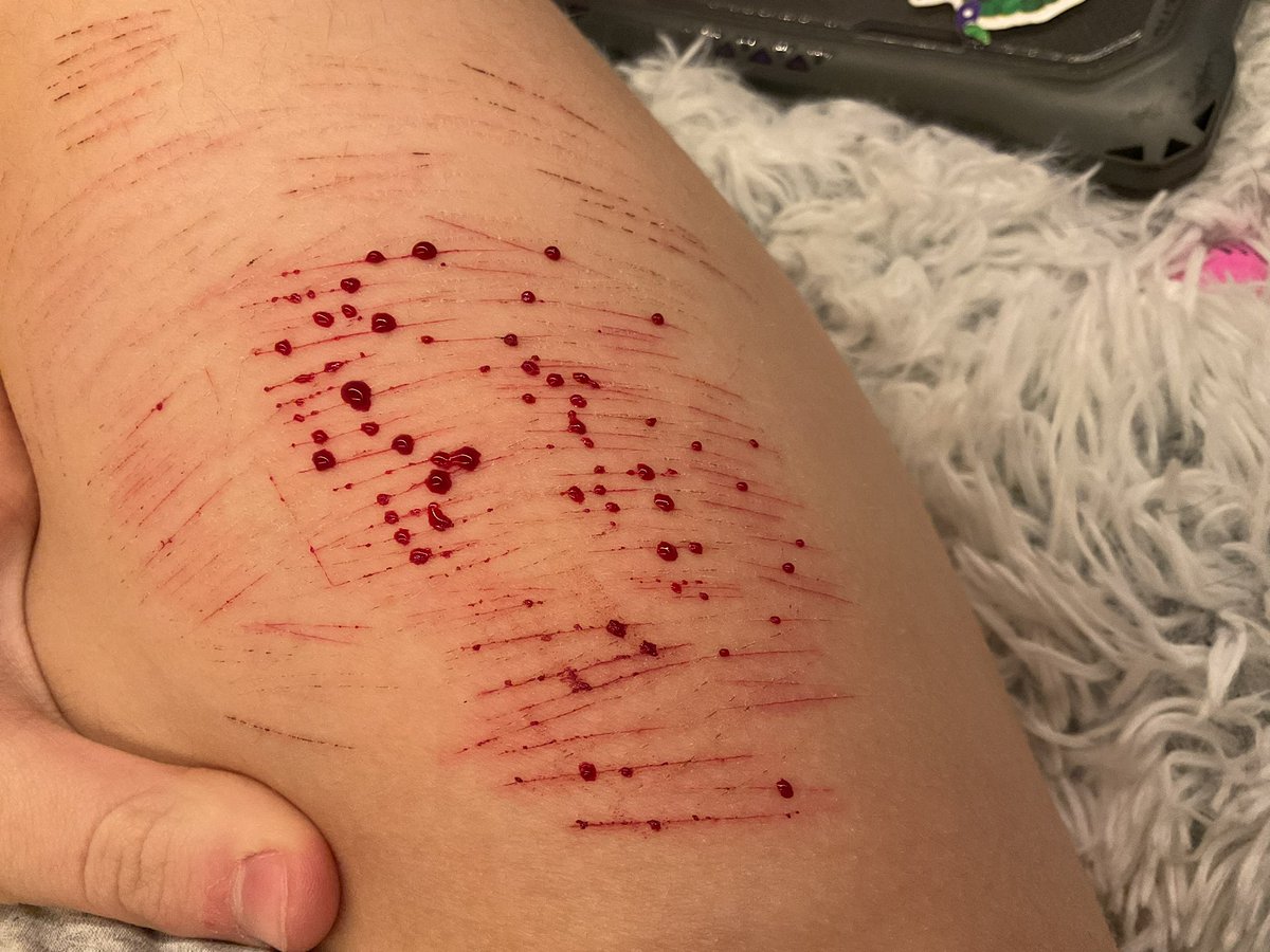 zen !!! (SHED int!) tweet media