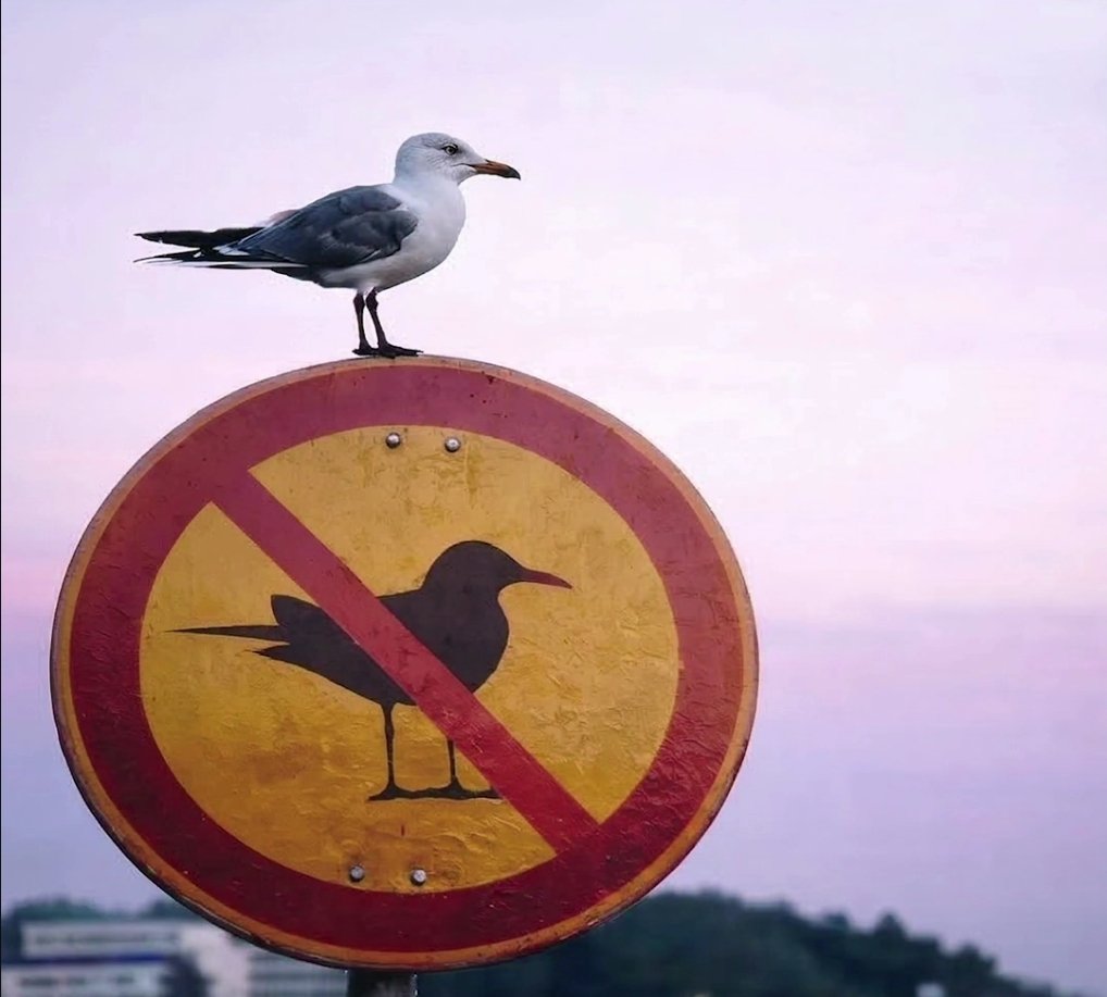 BTC에 미친 사나이 tweet media