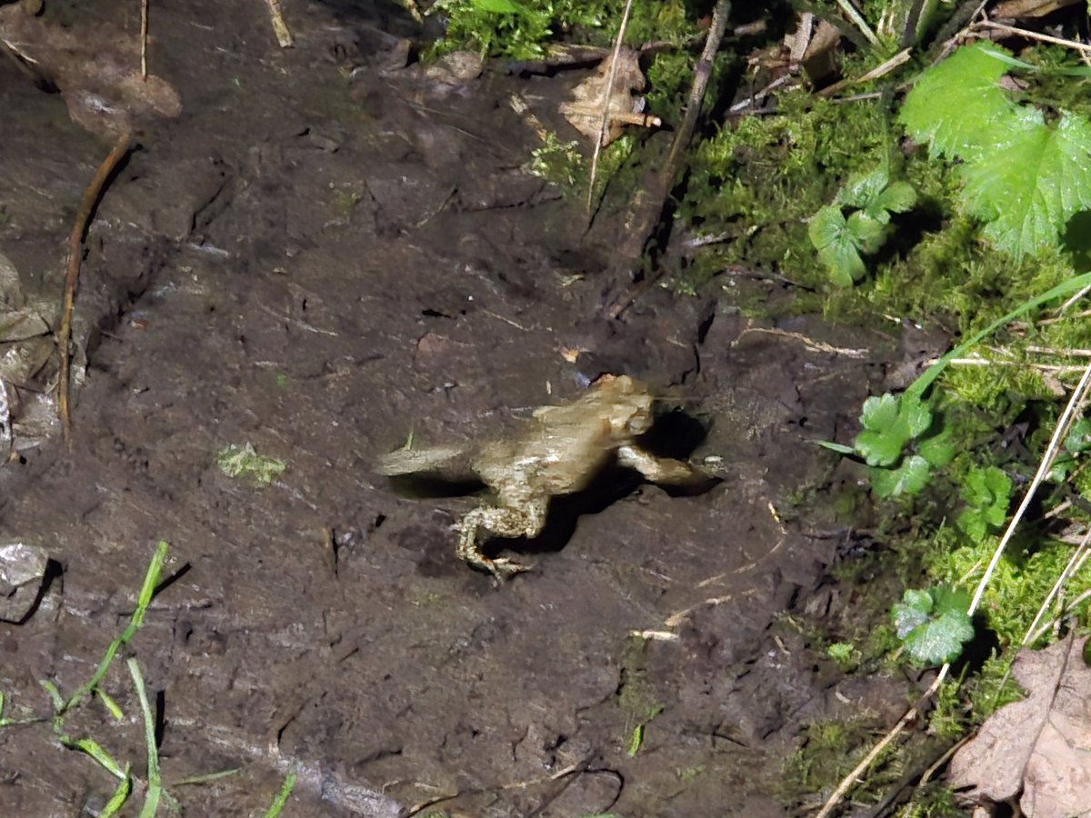 Space ☆ Bruce tweet media