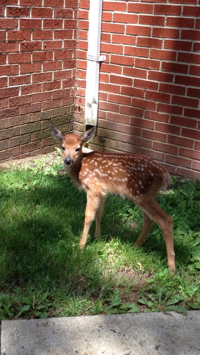 John fawn tweet media