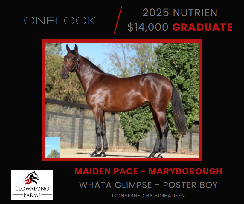 Northern Rivers Equine & Llowalong Farms tweet media