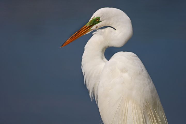 Michiale Schneider Carney tweet media