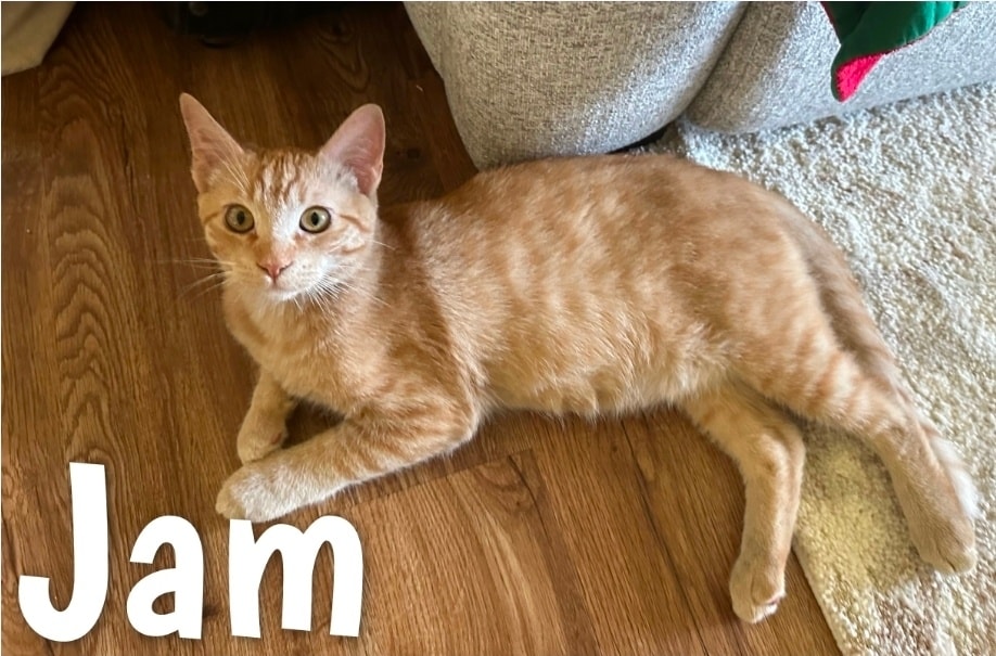 Itsie Bitsie Rescue tweet media