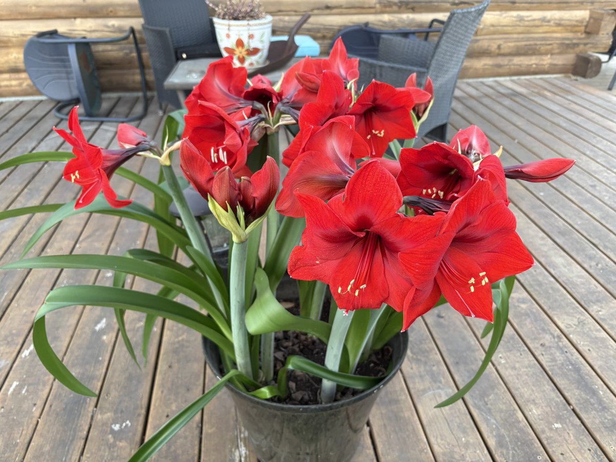 TheJustin tweet media