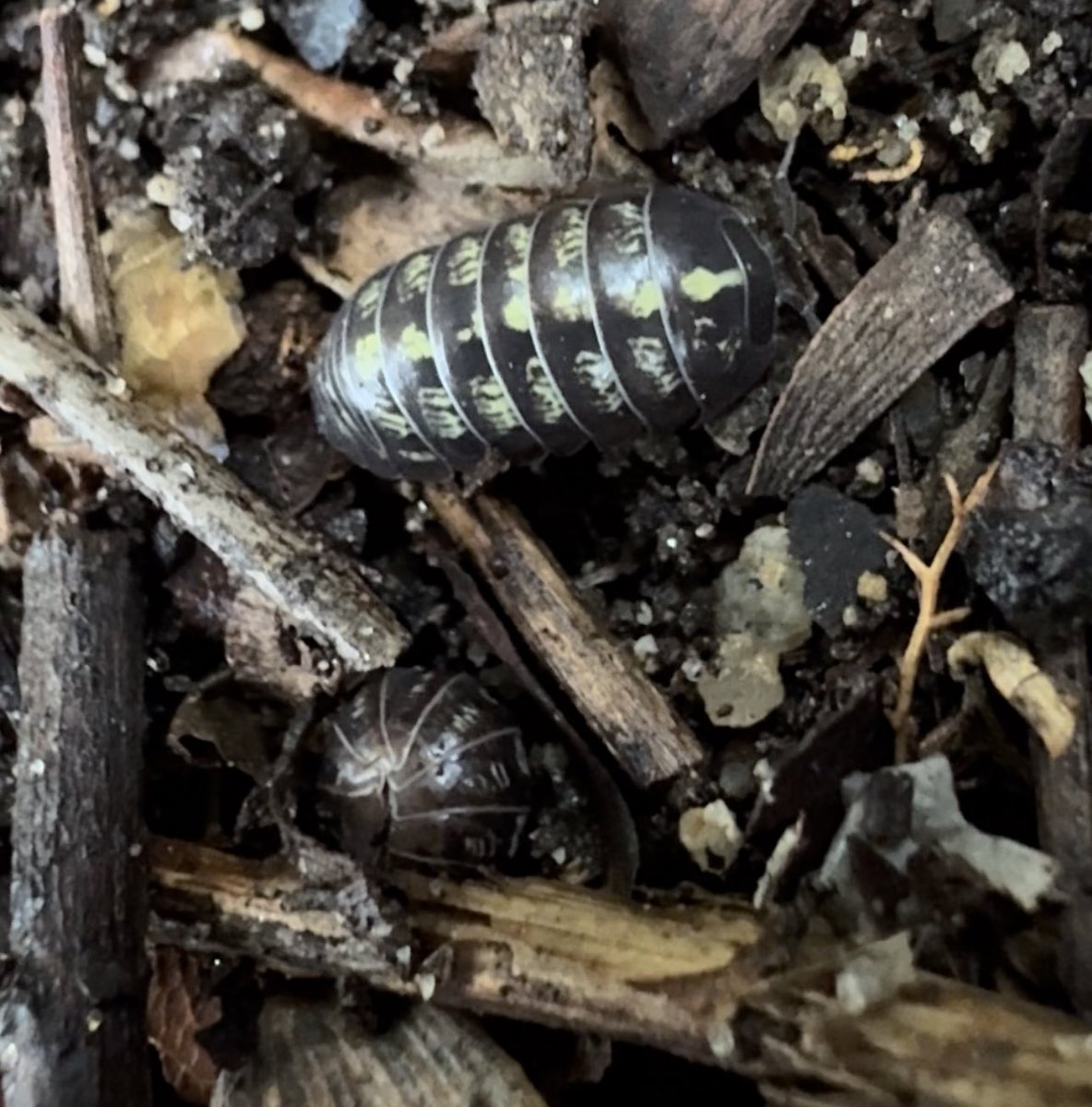 caiterpillar𓆑 tweet media