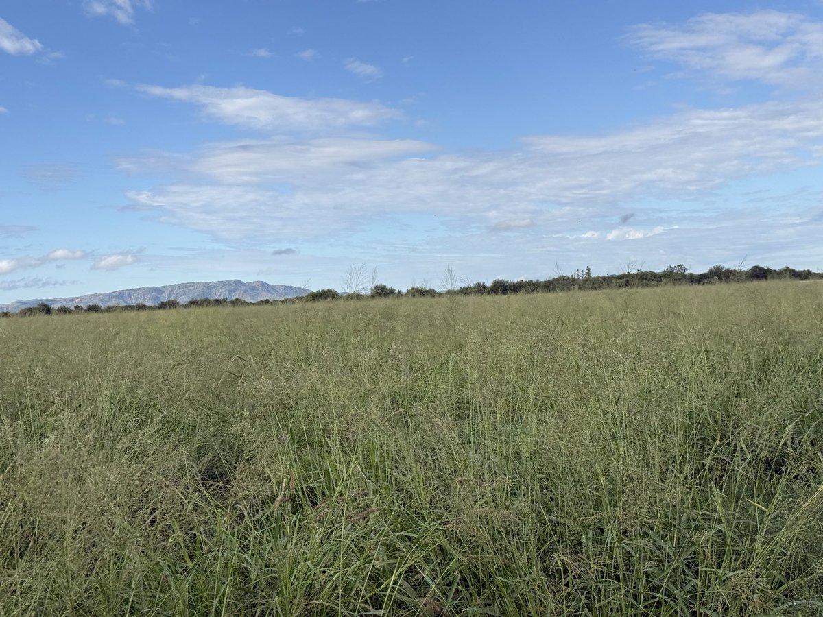 Osvaldo W. Luna 🌳🌾🐂 🇦🇷 tweet media