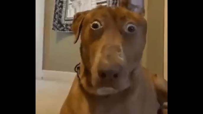 Puma Chairo tweet media