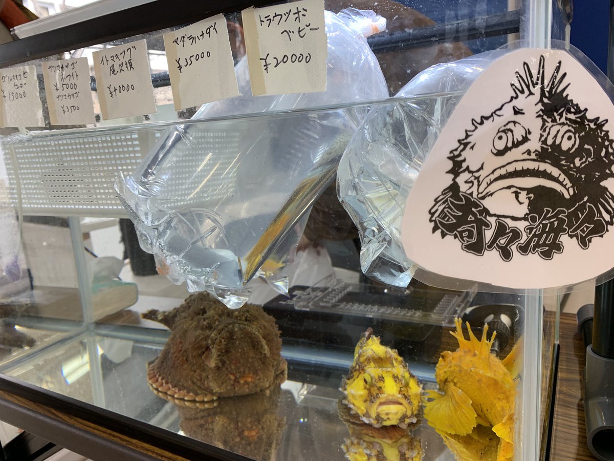 グラサン🕶️#奇々海々🌊 tweet media