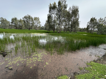 Environmental Water tweet media