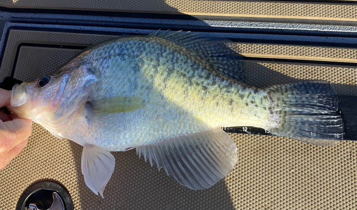 Crappie-doc 🐟🎣 tweet media