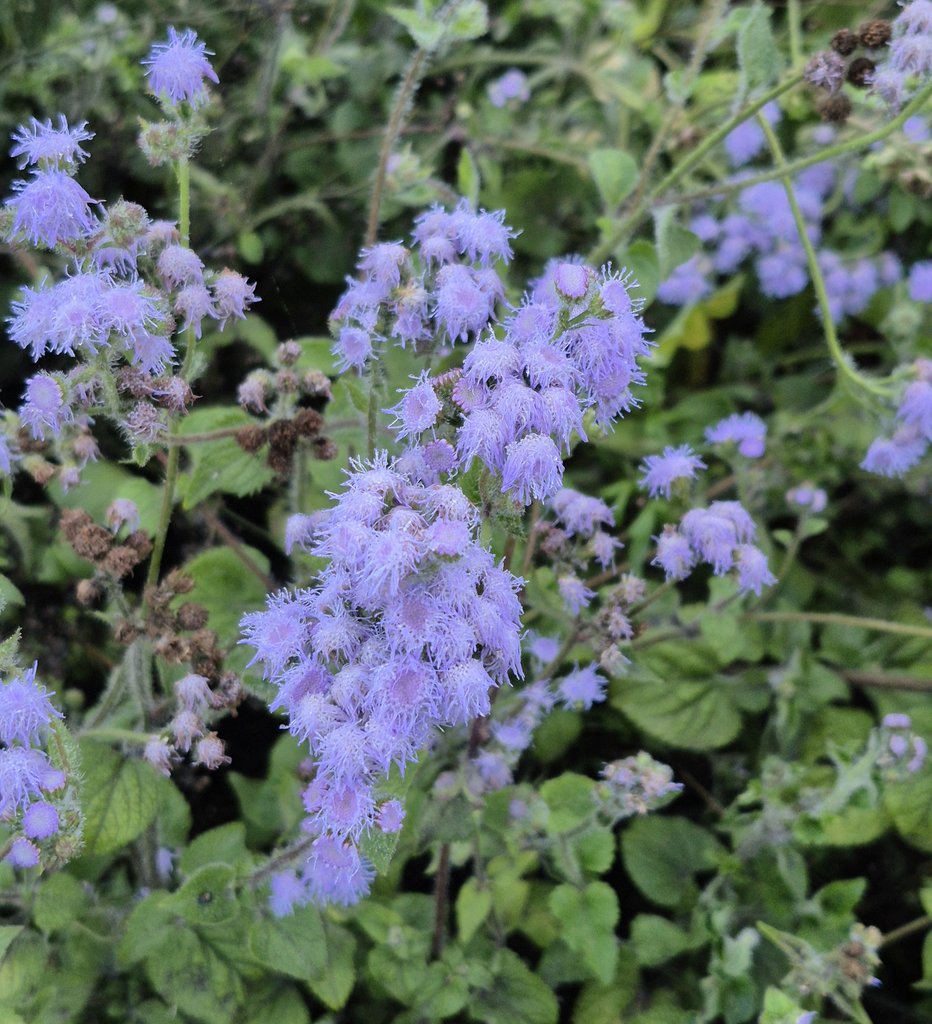 ਕਵੀ🕊 tweet media