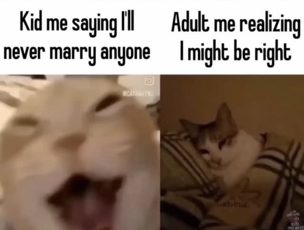 LiterallyMeCats tweet media