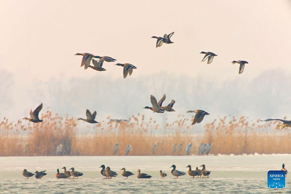 People'sDailyOnline Australia tweet media