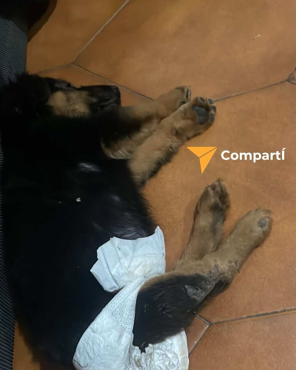 DiscasRodandoxLaVida tweet media