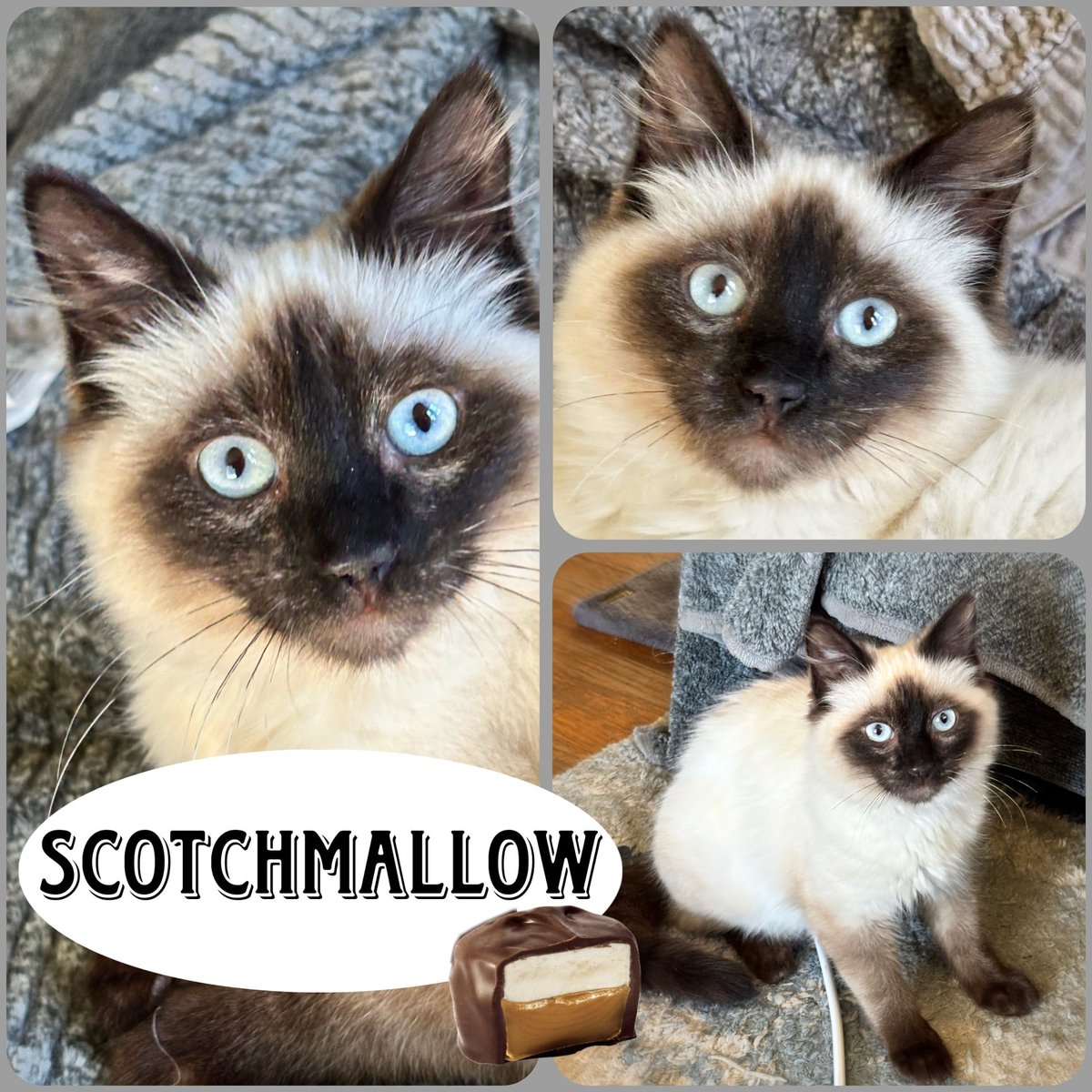 Itsie Bitsie Rescue tweet media