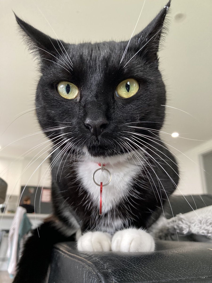 Cricket 🦗 tweet media