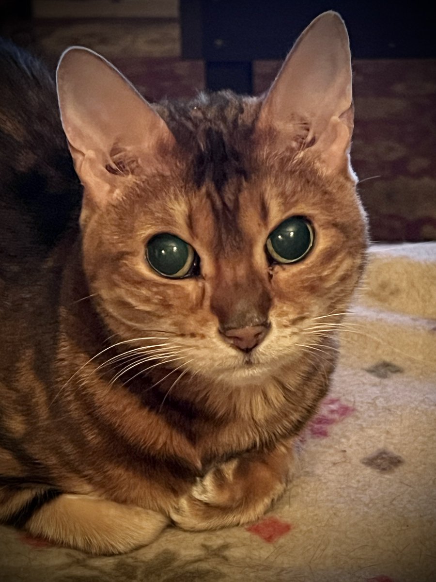 😺😸⚫️🔴🌕 tweet media