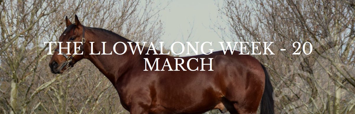 Northern Rivers Equine & Llowalong Farms tweet media