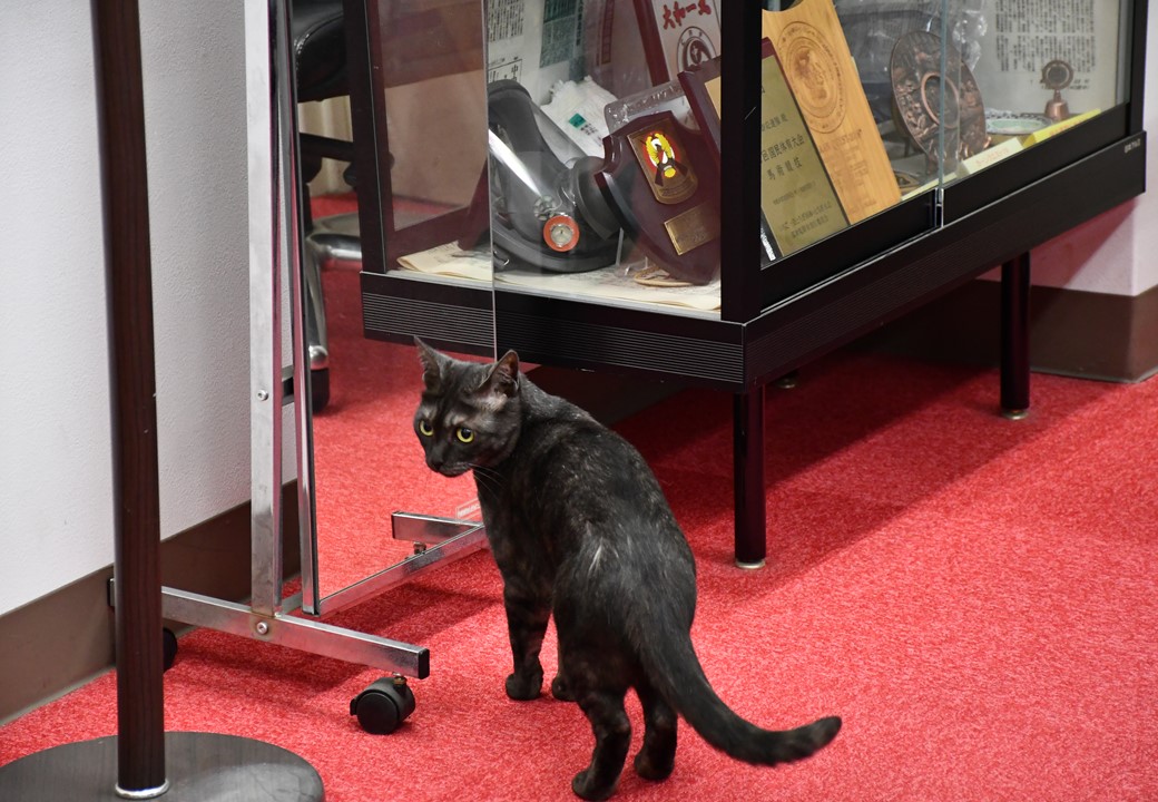 自衛隊栃木地方協力本部 tweet media