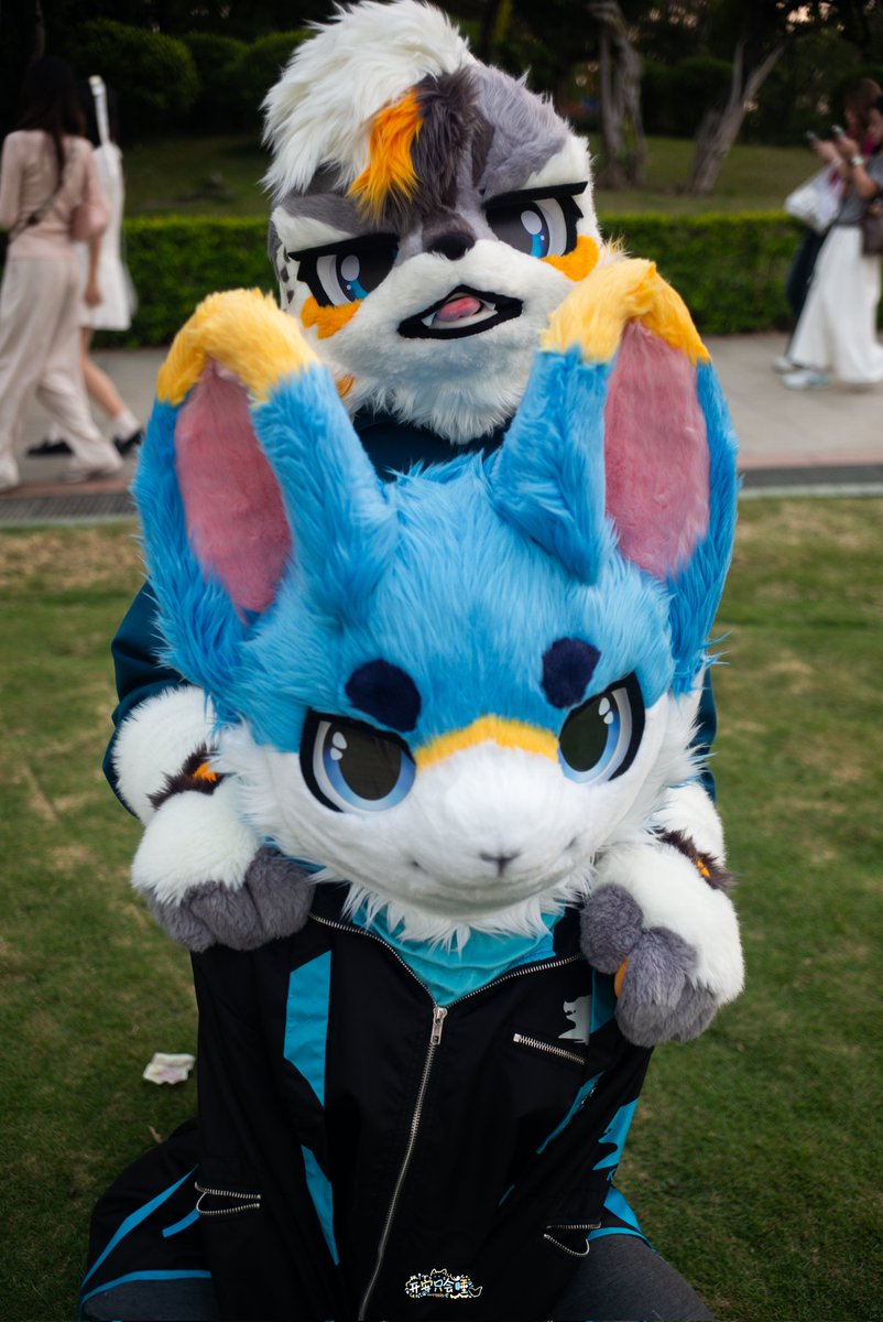 Rabbit Momo tweet media