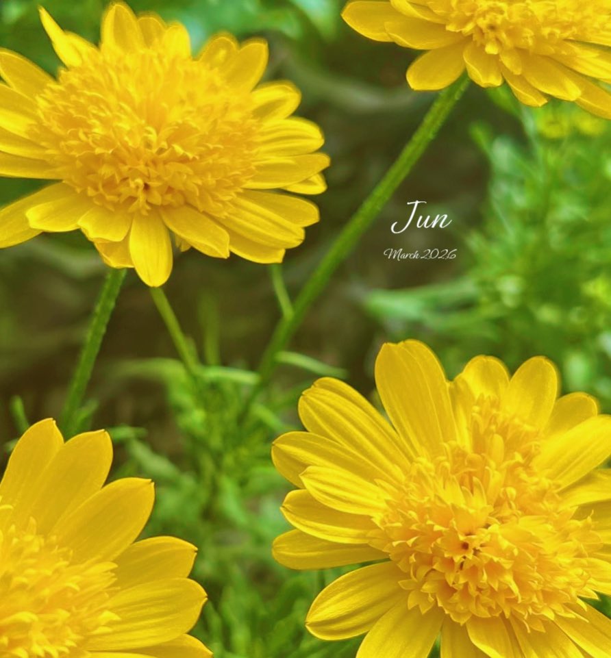 Jun 🇯🇵 tweet media